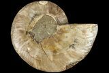Cut & Polished Ammonite Fossil (Half) - Madagascar #184301-1